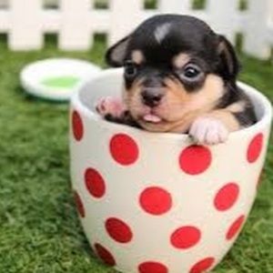 Meet your Posher, Zoe